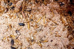 Mealworms are among the insects most commonly farmed (as larvae) for animal and human consumption.