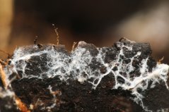 Mycelium