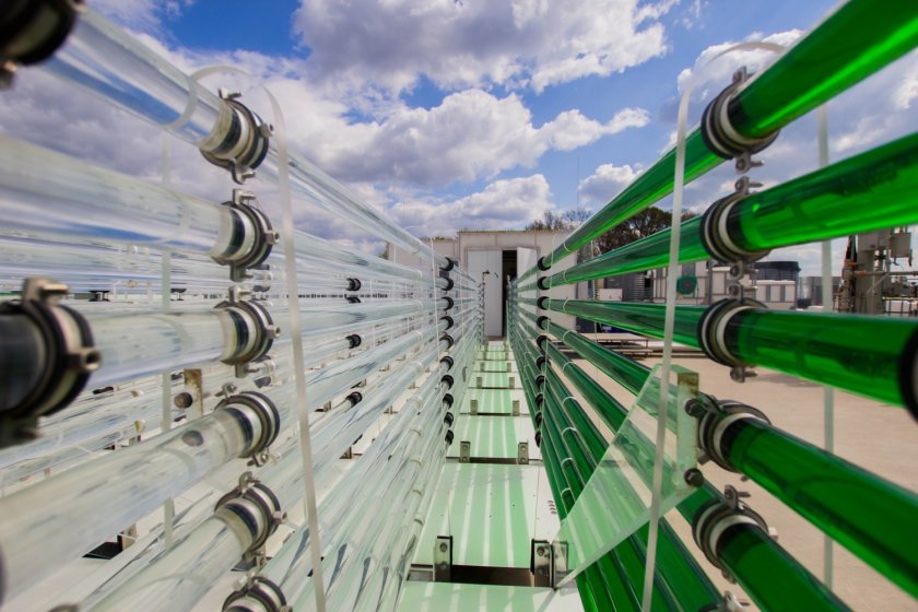 In Wageningen, algae grow in pipes.