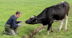 Adriaan Antonis van Wageningen Bioveterinary Research doet veldonderzoek naar de leverbotslak die gedijt in nat grasland en een gezondheidsrisico vormt voor koeien Adriaan Antonis van Wageningen Bioveterinary Research doet veldonderzoek naar de leverbotslak die gedijt in nat grasland en een gezondheidsrisico vormt voor koeien