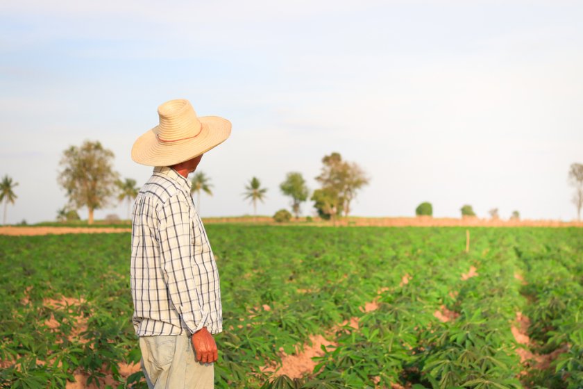 Cassava farmer Cassava farmer