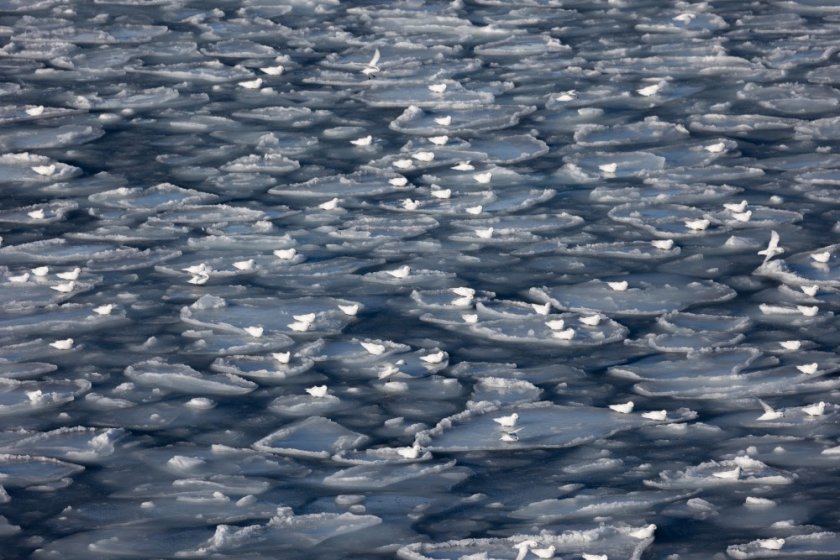 Grote groepen sneeuwstormvogels rusten op nieuw gevormd pannenkoekenijs (foto: Susanne Kühn)