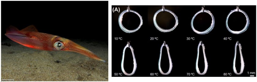 Left: An European squid. Right: Rigidity of the sucker ring at different temperatures, from 40 degrees onwards the ring undergoes a transition and becomes very soft. However already at 10-25 degrees, the stiffness can drop up to 40% (Helft et al., 2024)  Left: An European squid. Right: Rigidity of the sucker ring at different temperatures, from 40 degrees onwards the ring undergoes a transition and becomes very soft. However already at 10-25 degrees, the stiffness can drop up to 40% (Helft et al., 2024)