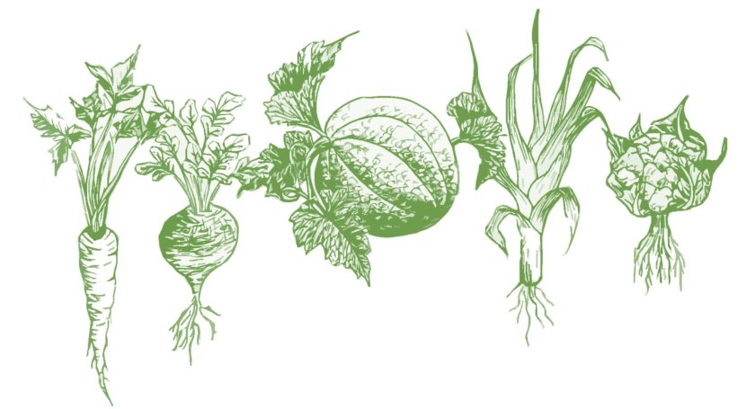 From left to right: Lange Holkruin, Wassenaar Selection, Kennemerland, Dikke Leidsche Winter, Delftsche Groene Kortpoot From left to right: Lange Holkruin, Wassenaar Selection, Kennemerland, Dikke Leidsche Winter, Delftsche Groene Kortpoot