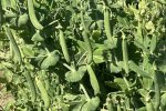 Helderse Groene Krombek, gewas (CGN, 2022)