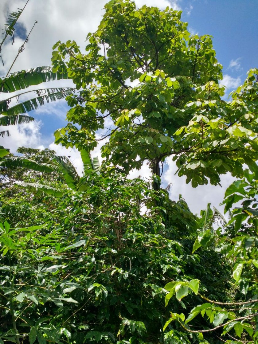 Coffee plants under shade trees in the Zona de Mata. Photo: Arne Janssen