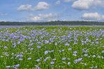 Vlas veld (shutterstock_1189837936_field_flowering flax).jpg