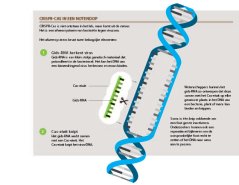 Infographic_CRISPR-Cas_NL.jpg Infographic_CRISPR-Cas_NL.jpg