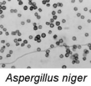 aspergillus niger 