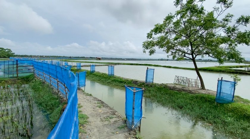 Part of a re-excavated canal with mangrove trees on its banks in south-west Bangladesh with the mangrove nursery in the micro-watershed on the left, surrounded by shrimp ponds.