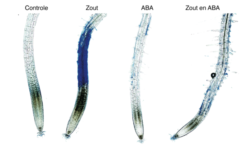 In the image, the blue staining in the plant root under the heading Zout (salt) shows the resulting cell damage after exposure to salt. Controle: plant was not exposed to salt, nor was the plant pre-treated with ABA. ABA: plant was not exposed to salt, but was pre-treated with ABA. Zout en ABA: plant was pre-treated with ABA and exposed to salt (foto: Jasper Lamers) In the image, the blue staining in the plant root under the heading Zout (salt) shows the resulting cell damage after exposure to salt. Controle: plant was not exposed to salt, nor was the plant pre-treated with ABA. ABA: plant was not exposed to salt, but was pre-treated with ABA. Zout en ABA: plant was pre-treated with ABA and exposed to salt (foto: Jasper Lamers)