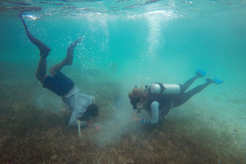 Fee Smulders and field assistant collect seagrass on Eleuthera (credits: Marjolijn Christianen) Fee Smulders and field assistant collect seagrass on Eleuthera (credits: Marjolijn Christianen)