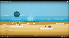 Figure 3. Screenshot of animation 2 about benthic traits and how they can be used to determine the sensitivity of the seabed to trawling.