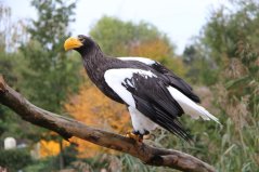 2019-7 AVIFAUNA_Foto Fabrice Ottburg.JPG