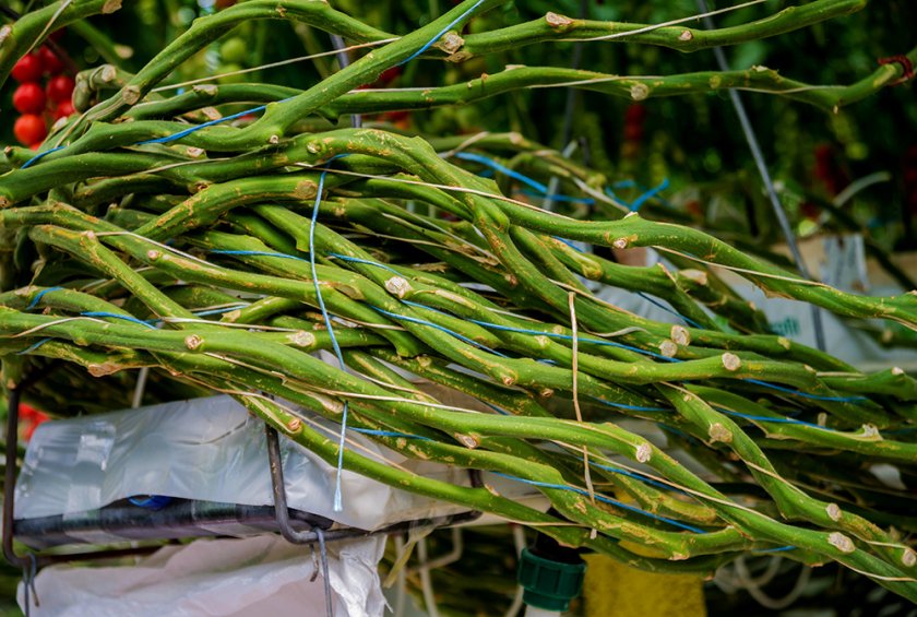 Although consumers are mainly interested in tomatoes, a greenhouse also produces roots, stems and leaves. The (economic) valorisation of this biomass will likely increase in the transition to a circular economy. Source: Roman Zaiets/Shutterstock.com