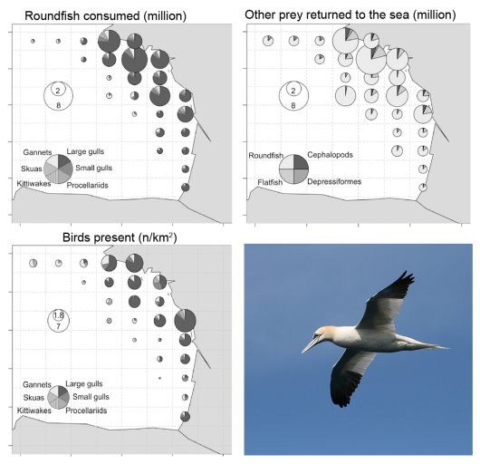 Top left: Modelled consumption of discarded roundfish by seabirds in the period April to September in the Bay of Biscay; Top right: numbers of prey not eaten by the birds; bottom left: bird density (n/km2); bottom right: Gannet. Top left: Modelled consumption of discarded roundfish by seabirds in the period April to September in the Bay of Biscay; Top right: numbers of prey not eaten by the birds; bottom left: bird density (n/km2); bottom right: Gannet.
