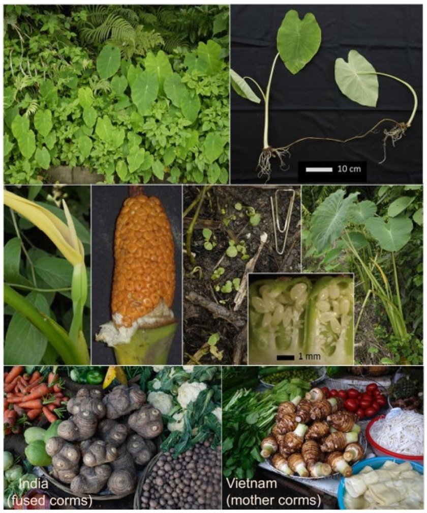 Diversity of Taro Diversity of Taro