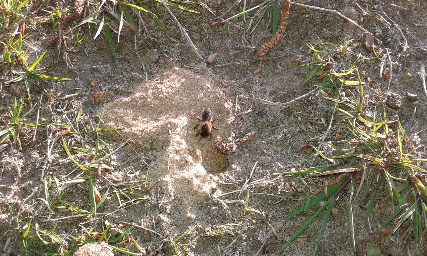 Een zandbij bij de ingang van haar nest.